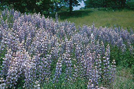 Lupines in the Garden