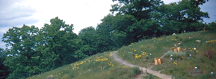 Upland Garden 1948