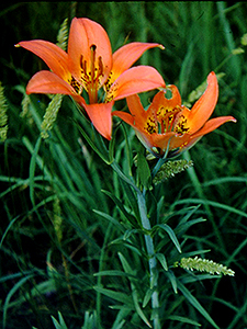 Wood Lily