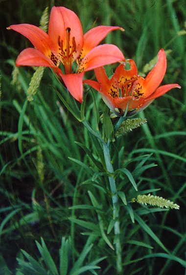 Wood lily photo from 1949