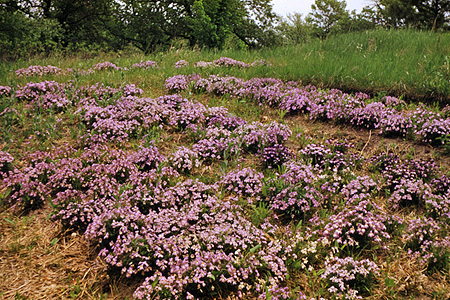 Historic Birdfoot violet planting