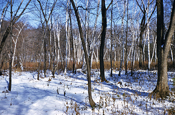 Marsh in Winter