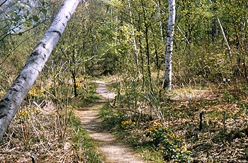 Bog Path in 1957