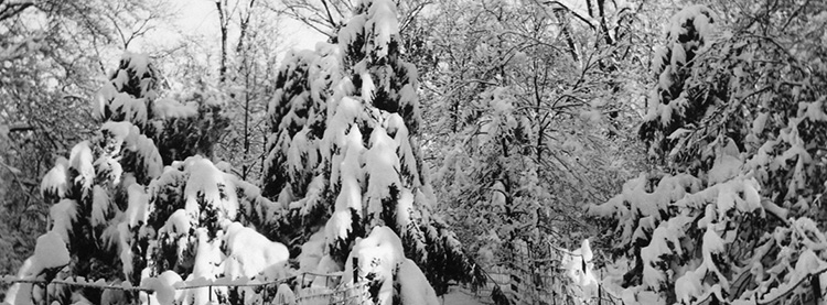 Evergreens in snow 1932