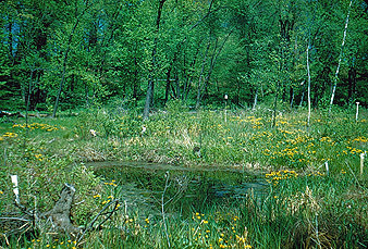 historic bog scene