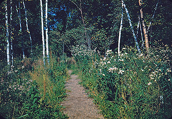 The new path in the bog