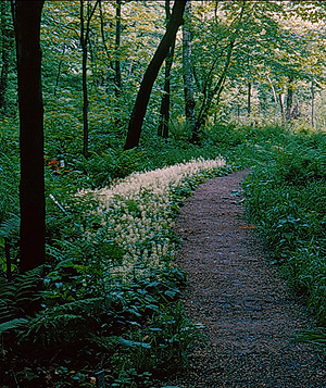 Historic Foamflower photo