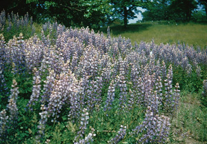 Lupines