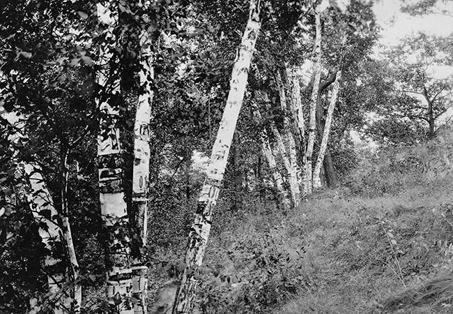 Paper Birches in the early Garden