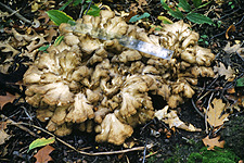 Hen of the Woods