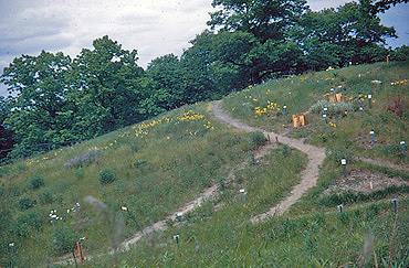 Upland Garden