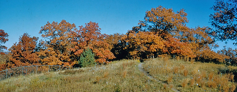 Upland Garden in fall