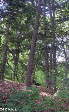 moana beim trees