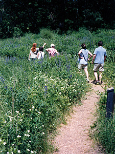 Summer solstice in the Garden