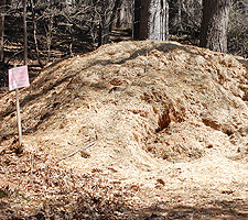 Cedar Shavings used for path mulch