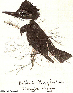 Harriet's Kingfisher Drawing