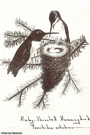 Ruby Throated Hummingbird