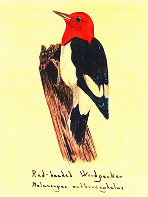 Red-headed woodpecker