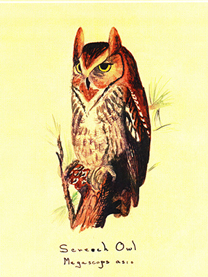 Screech Owl