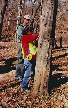 Kunde Employees measuring trees