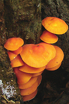 Plutereus aurantiorugosa