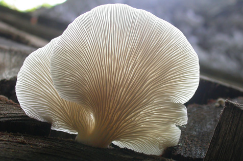 Osyter Mushroom