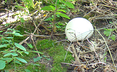Puffball Mushroom