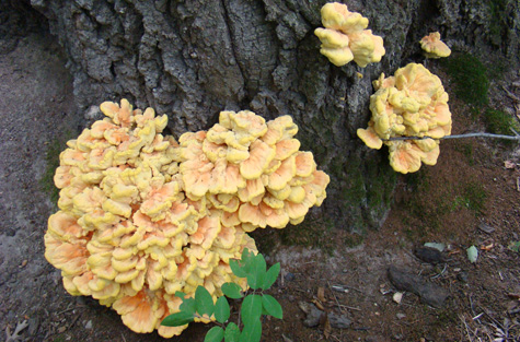 Sulphur Shelf Mushroom