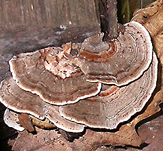 Turkey Tail Mushroom