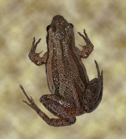 Chorus Frog