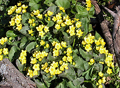 Marsh Marigogld