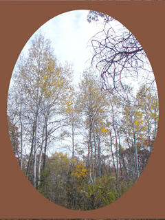 Poplar