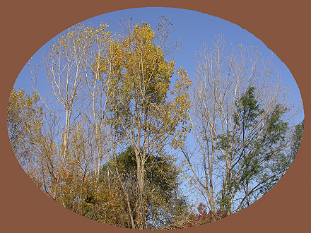 Aspens