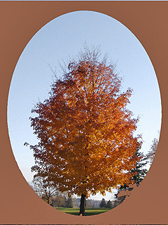 Maple