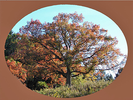 Oaks