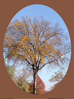 American Elm