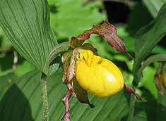 Yellow Lady's=slipper