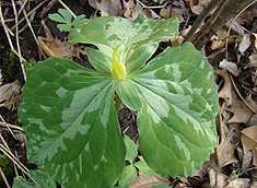 Yellow Trillium