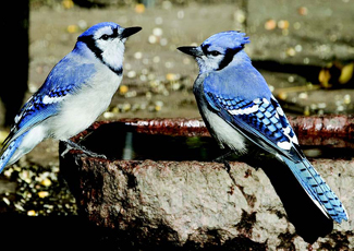 Blue Jays