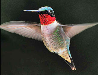Ruby Throat Hummingbird