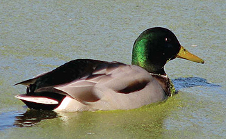 Mallard