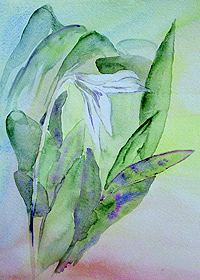 Trout Lily by Phoebe