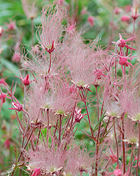 Prairie Smoke