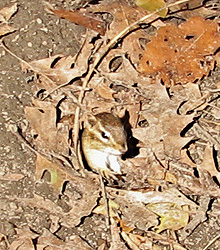 Chipmunk in burrow