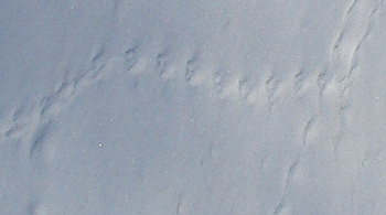 Mouse Tracks