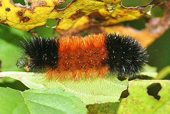 Wooly Bear