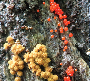 Yellow fuzz-cone slime