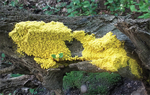 Dog vomit slime