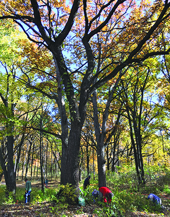 Maple Glen