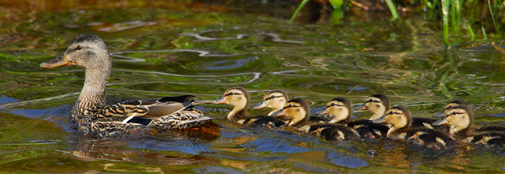 ducklings